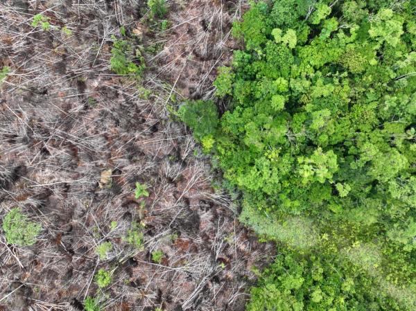 UK deforestation rules take step forward&hellip;