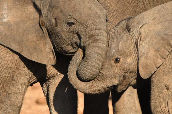 Trump called trophy hunting a “horror&hellip;