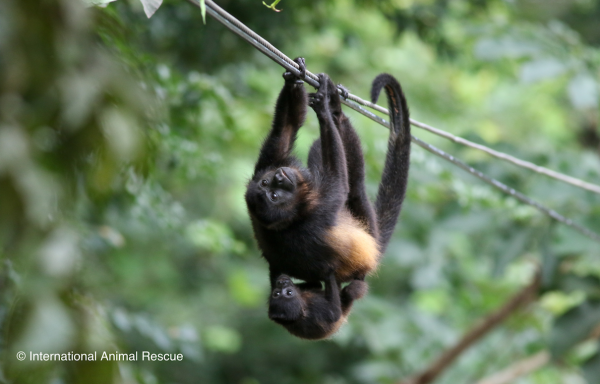 Costa Rica’s ‘shocking’ wildlife…