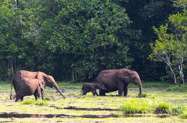 Can selective logging help the Congo&hellip;