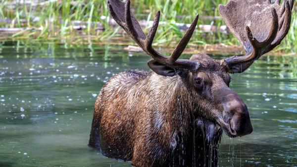 New Project Will Reintroduce Elk to UK…