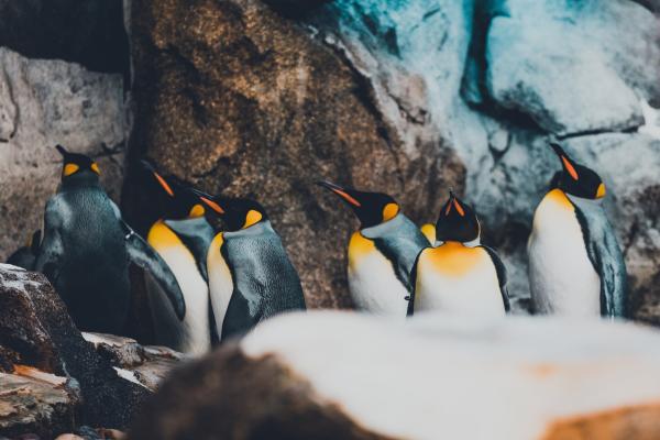 photo of First emperor penguin in more than a decade hatched at SeaWorld image
