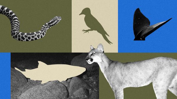 Trump is gutting the Endangered Species…