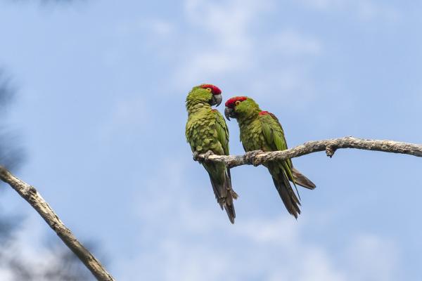 photo of Endangered thick-billed parrots at risk of losing unprotected Sierra Madre forest habitats to logging, deforestation image