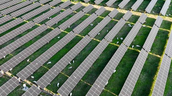 Sheep Will Frolic In Massive New Solar…