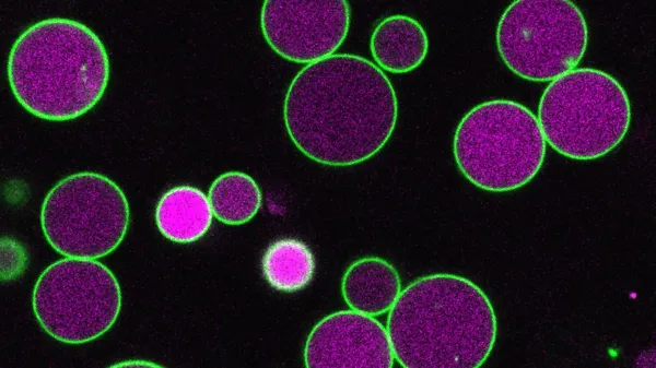 photo of Scientists just found what keeps plant cells from growing out of control image