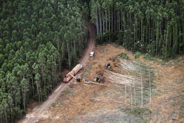 photo of Meta to buy 3.9 million carbon credits from controversial tree plantations image