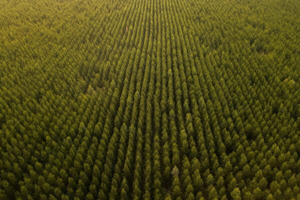 Assessments reveal carbon offsets are a…