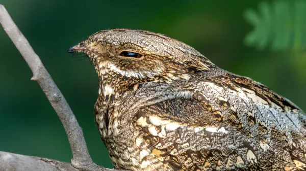 This bird flies thousands of miles, but&hellip;