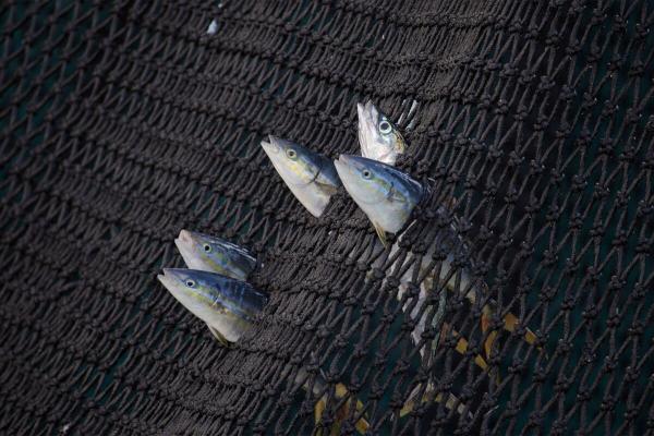 Drifting tuna fishing gear enter half of&hellip;