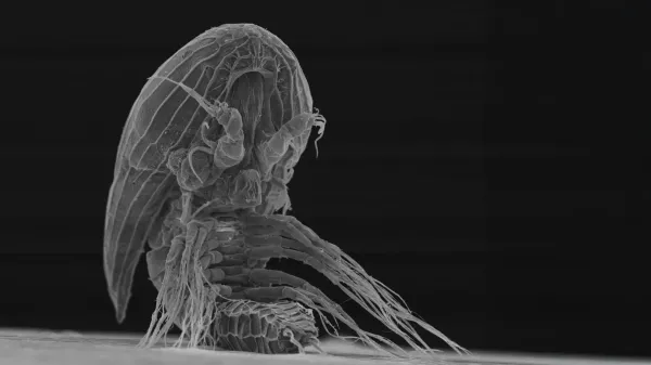 photo of No one knows what these strange larvae grow into image