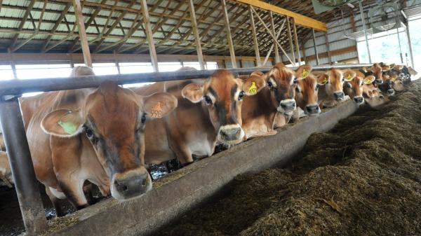 Factory farms don’t just stink —…