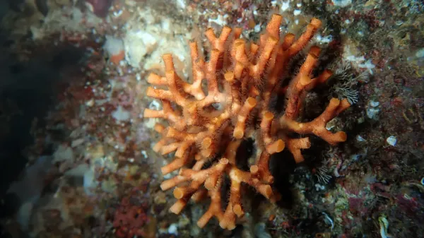 The ocean’s fragile fortresses are…