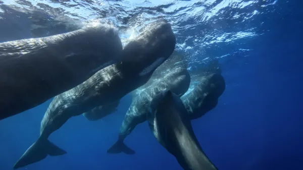 Sperm whales caught headbutting each&hellip;