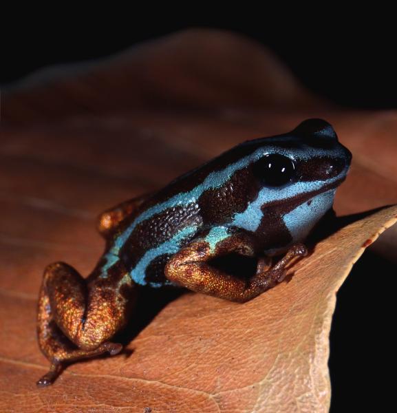 Scientists race to study the Amazon’s…