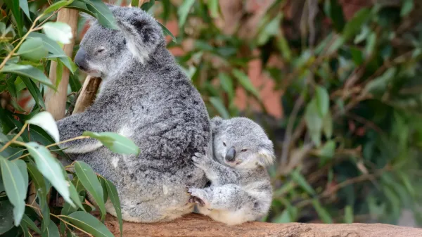 photo of Koalas survived a devastating population crash and their DNA is bouncing back image