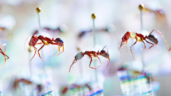 DNA from old ants reveals a hidden…