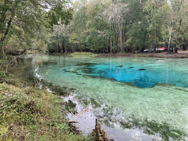 Florida’s 1,100 natural springs are…