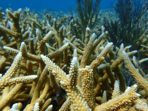 2 iconic coral species are now…