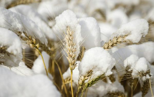 Understanding how plants pause and restart growth can help&hellip;