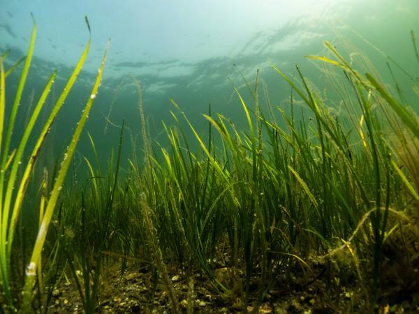 ‘Protected’ seagrass meadows…