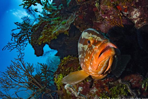 Belize’s blue reputation vs. reef…