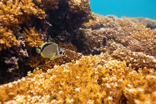 Microbiomes may be corals’ secret…