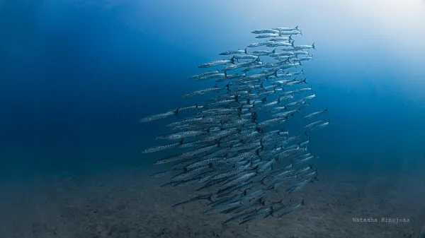 Panama’s ocean lifeline vanishes for…