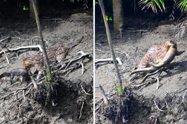 Rare photos capture fishing cat preying…