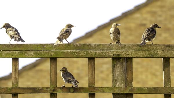 photo of Birds Form Long-Term Bonds With Non-Relatives Resembling Friendship: Study image