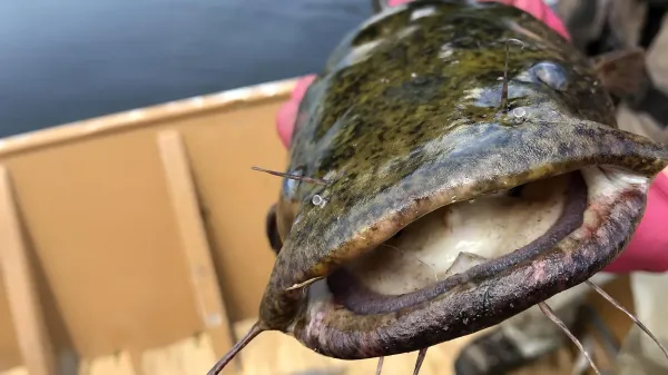 photo of Hungry flathead catfish are changing everything in the Susquehanna image