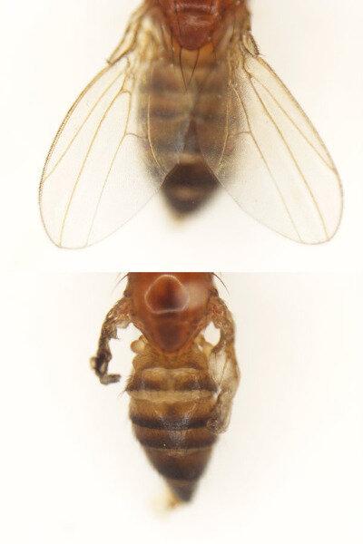 photo of 'Sayonara' gene: Scientists uncover a protein in fruit flies that many textbooks say shouldn't exist image