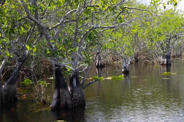 Mangrove Forests Demonstrate Surprising…