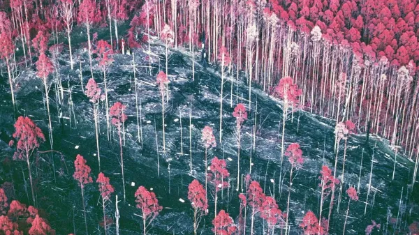 A forgotten 30-year forest experiment…