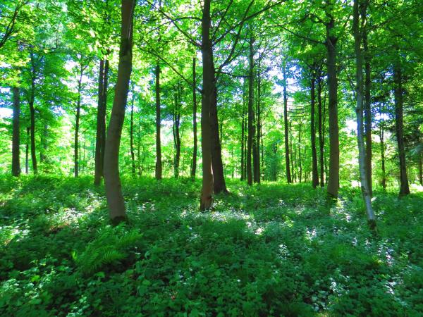 photo of Forests with multiple tree species are 70% more effective as carbon sinks than monoculture forests, study finds image