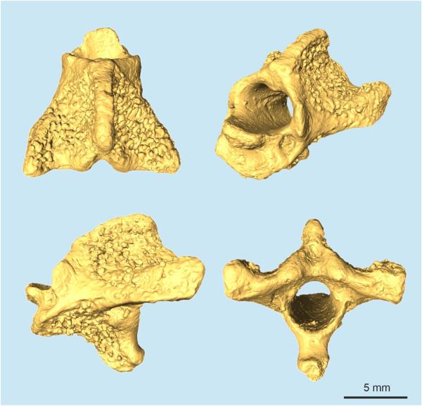 photo of Fossil birds: Surfaces of cervical vertebrae show conspicuous tubercles that may have served as 'internal bony armor' image