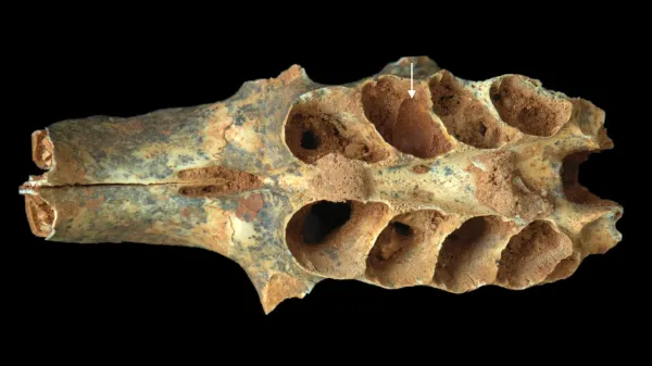 Ancient bees turned tooth sockets into&hellip;