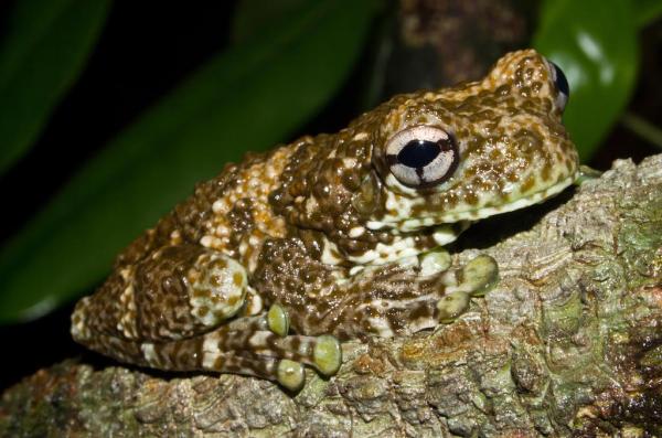 photo of Rainwater reveals the hidden life of rainforest canopies, study shows image