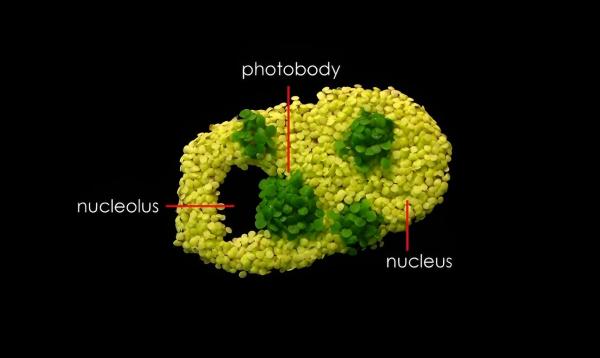 photo of Free-forming organelles help plants adapt to climate change image
