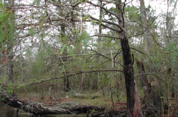 photo of Freshwater management techniques can benefit both inland and coastal wetlands stressed by climate change image