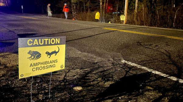 One night a year, humans command this march of frogs and&hellip;