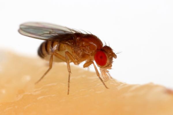 photo of Fruit fly gut research leads to discovery of new phosphate-storing organelle image