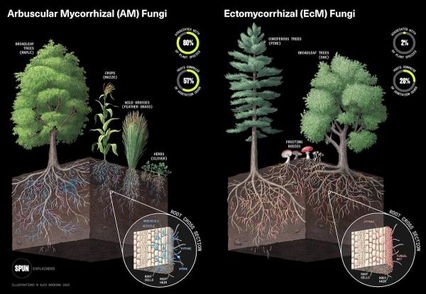 Earth’s Underground Fungi Networks…