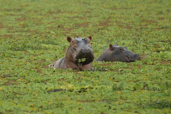 Anthrax suspected in 46 hippo deaths in&hellip;