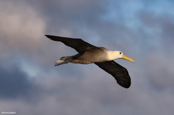 Half of seabirds are declining.…