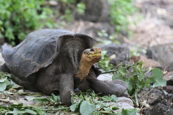 New Galápagos Atlas charts the&hellip;