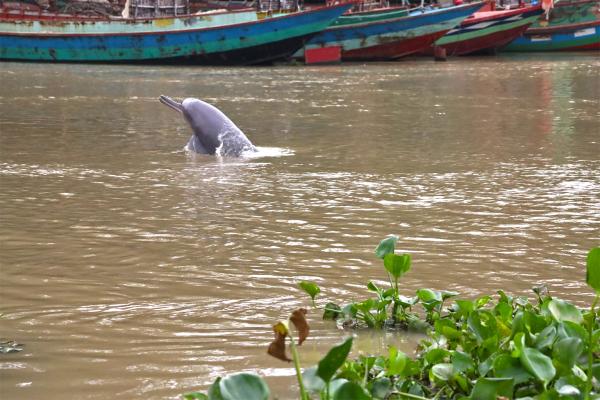 Endangered dolphins survive in a…
