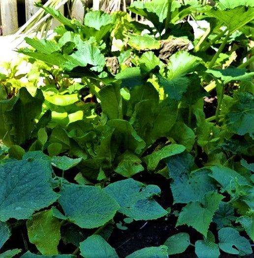 photo of As COVID-19 Reveals Our Food System’s Flaws, Congress Can Boost Protection Now — And Resilience For The Future image