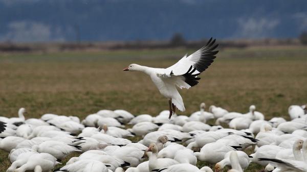 From radar blobs to bird species, AI…