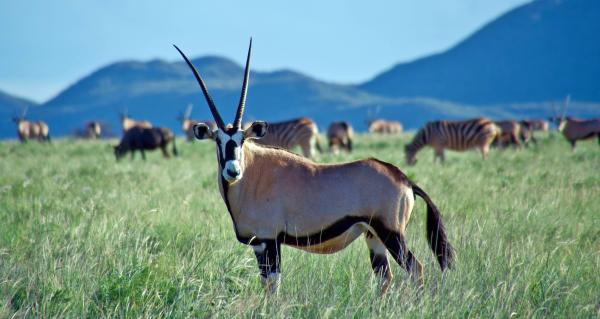 The value of South Africa’s wildlife&hellip;